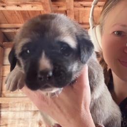 Male 4 - Fawn male Anatolian Shepherd Dog puppy in Daggett, Michigan from T&S Anatolians