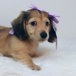 Girl 2 - Cream Dachshund puppy in Murfreesboro, Tennessee from Kimbrie's Dream Cream Doxies