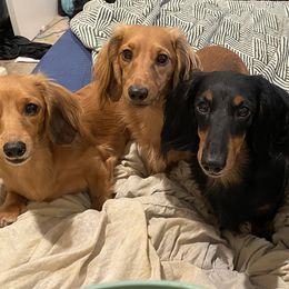 Dachshunds from Wolfley Weens