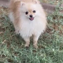Whit - Pomeranian