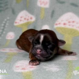 Shih Tzu Puppies from Altas Palmas Shih Tzu
