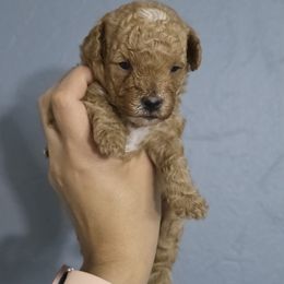 Gigi - Red female Maltipoo puppy in San Diego, California from Maltipoos SD