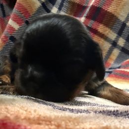 TBT - Black and tan female Cavalier King Charles Spaniel puppy in Gardner, Kansas from Pretty Prairie Cavaliers