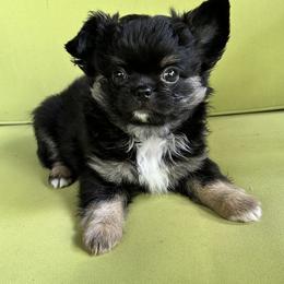 Cooper - Black and tan male Chihuahua puppy in Lake George, New York from Moonhill Chihuahuas