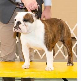 Sugar - Bulldog