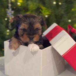 Herme - Black and gold female Yorkshire Terrier puppy in Glendale, California from Los Angeles Teacup Yorkie