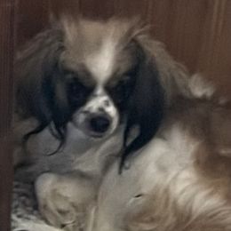 Stormy - Papillon