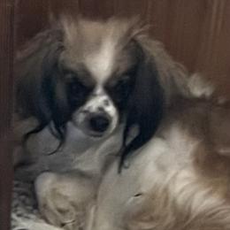 Stormy - Papillon