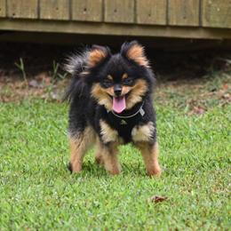 Echo - Black and tan male Pomeranian puppy in Cleveland, Georgia from Sourpatch Pomeranians