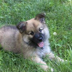 Icelandic Sheepdog Puppies from Windswept Icelandic Sheepdogs