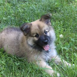 Icelandic Sheepdog Puppies from Windswept Icelandic Sheepdogs