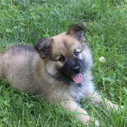 Icelandic Sheepdog Puppies from Windswept Icelandic Sheepdogs