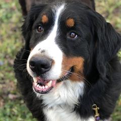 Bernese Mountain Dogs and Swedish Vallhunds from Just Say