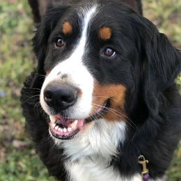 Bernese Mountain Dogs and Swedish Vallhunds from Just Say