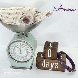 Anna - Light golden female Golden Retriever puppy in Carthage, Missouri from SDG Goldens