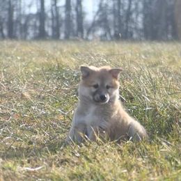 Icelandic Sheepdog Puppies from Valhalla Icelandic Sheepdogs