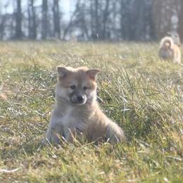 Icelandic Sheepdog Puppies from Valhalla Icelandic Sheepdogs