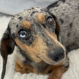 Mika - Dachshund