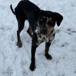 Ella - Catahoula Leopard Dog