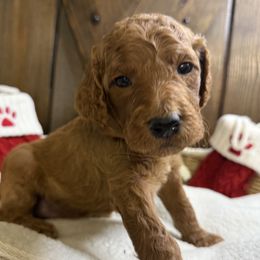 Pinky - Red  female Goldendoodle puppy in Clermont, Florida from Da Ruba Doodles