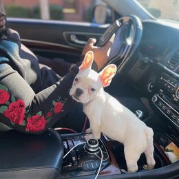 French Bulldog Puppies from FrenchKiss Frenchies