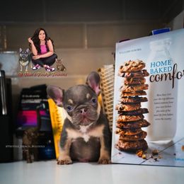 French Bulldog Puppies from Lil Nikki’s Prestige Frenchies