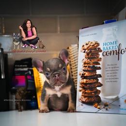 French Bulldog Puppies from Lil Nikki’s Prestige Frenchies
