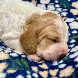 Dixie - Red and white female Basset Hound puppy in Richmond, Kentucky from Walters Hollow Hounds