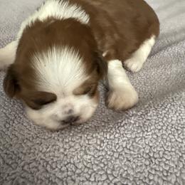Eagle - Red and tan male Shih Tzu puppy in Temple, Pennsylvania from Kathy Diego's Shih Tzus
