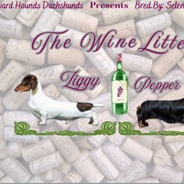 Dachshund puppies from Howard Hounds