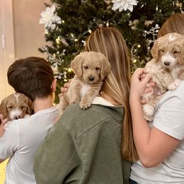 Labradoodles from Ritchie Family Puppies