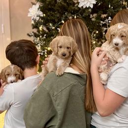 Labradoodles from Ritchie Family Puppies