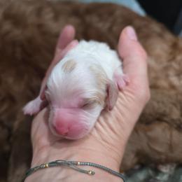 Boy 6 - White male Cavapoo puppy in Knoxville, Tennessee from Shannan's Cavapoos