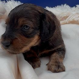 Mr. Shaded Red - Red male Dachshund puppy in Woodland, California from Long Little Doggies