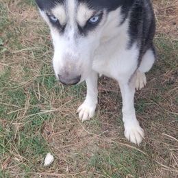 Siberian Huskies from Cute Canines & Corp