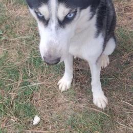 Siberian Huskies from Cute Canines & Corp