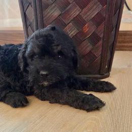 Brody - Black male Cockapoo puppy in Utica, Ohio from Poodle Me Crazy