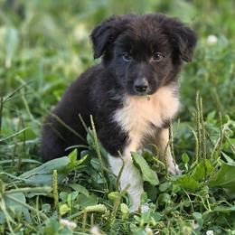 Boy 4 - Black & white male Australian Shepherd puppy in Keyser, West Virginia from Heartfelt Hollow Farm