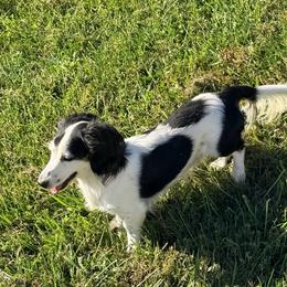 Boone - Dachshund