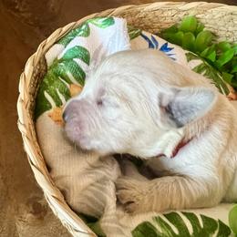 Red Collar - Light golden male Golden Retriever puppy in Ingleside, Texas from Sweetbay Goldens