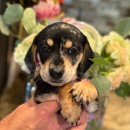 Romeo - Dapple male Dachshund puppy in El Cajon, California from Lisa Buxton