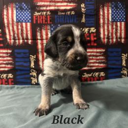 Hunter - Blue ticked and tan male Bluetick Coonhound puppy in Mount Pleasant, Texas from Harmons Hounds