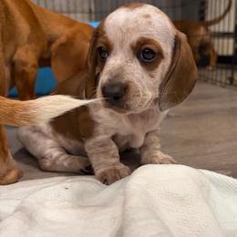 Goose - Piebald male Dachshund puppy in Fruita, Colorado from M & M Breeding