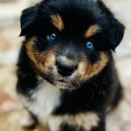 Gunnar - Black tri male Miniature Australian Shepherd puppy in Luling, Texas from Little Wood Toy and Mini Aussies