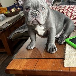 LILAC MALE/Dusty - French Bulldog puppy from I Heart Country Frenchies