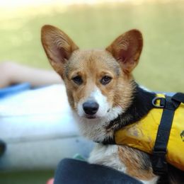 Wanda - Pembroke Welsh Corgi
