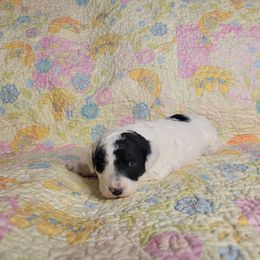 LuLu - Black and white female Cockapoo puppy in Missouri from KDK Missouri Miniature Poodles