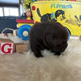 Baby girl 3 - Chocolate female Labrador Retriever puppy in Brandywine, Maryland from QVR Labradors and Leonbergers