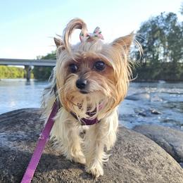 Yorkshire Terriers from Selah and Co.