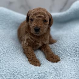 Pumpkin - Red  male Goldendoodle puppy in Kansas City, Kansas from Bella & Ivy’s Mini Goldendoodles of KC